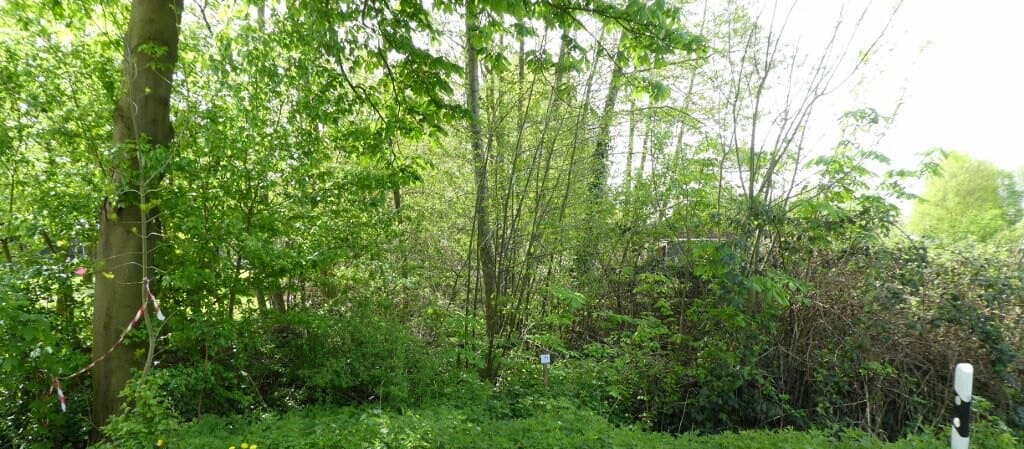 Wiesenweg 11: Bäume und Buschwerk können erst ab Oktober beseitigt werden.